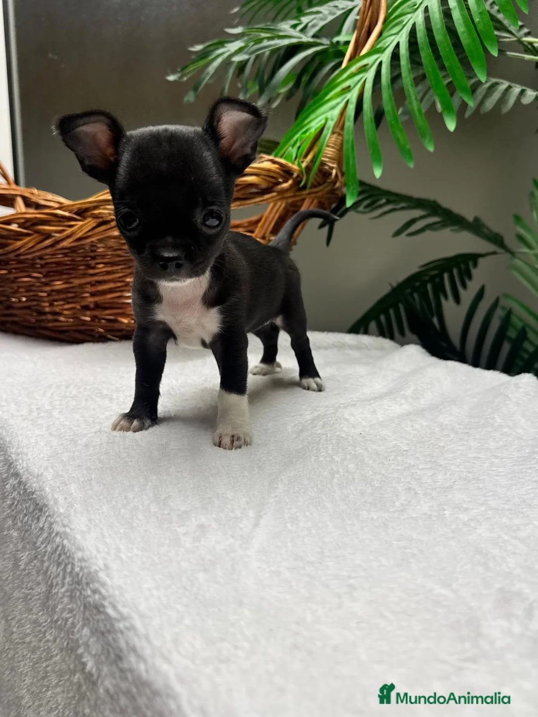 Chihuahua perros en venta: CHIHUAHUA HEMBRA - Anuncio 2