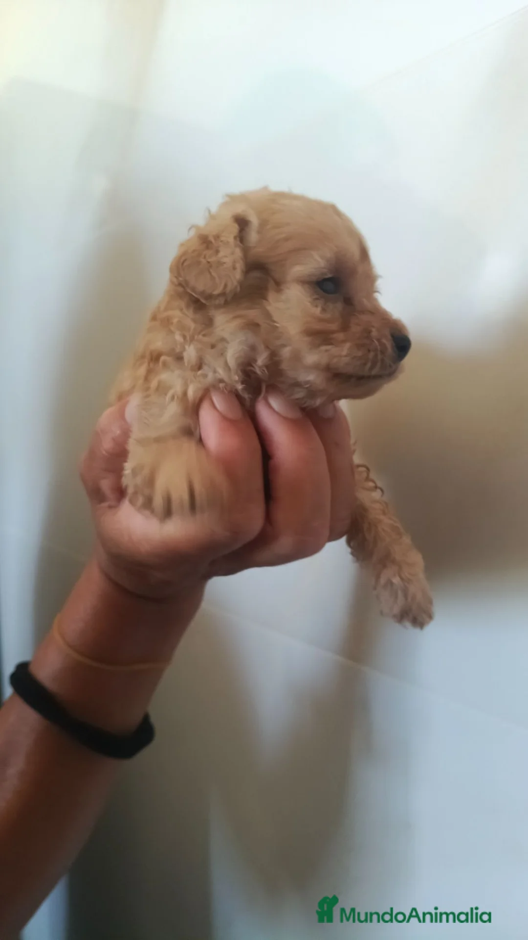 Caniche Toy perros en venta: Macho caniche toys - Anuncio 1