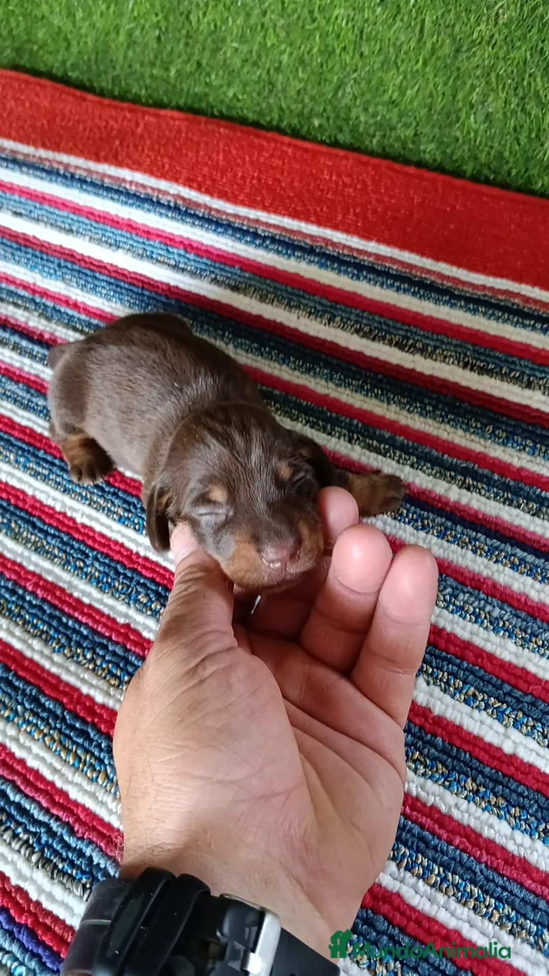 Teckel Miniatura perros en venta: Camadas de teckel kaninchen todos los colores  - Anuncio 7