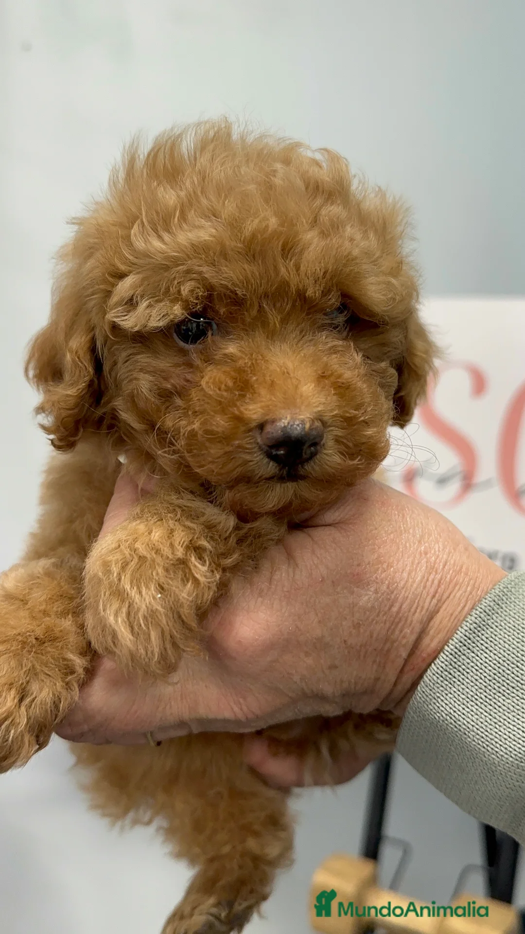 Caniche Toy perros en venta: Caniche Toy apricot disponible 🤍🧸 - Anuncio 1