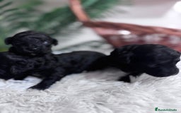 Caniche Toy perros en venta: CANICHE TOY - Imagen 7