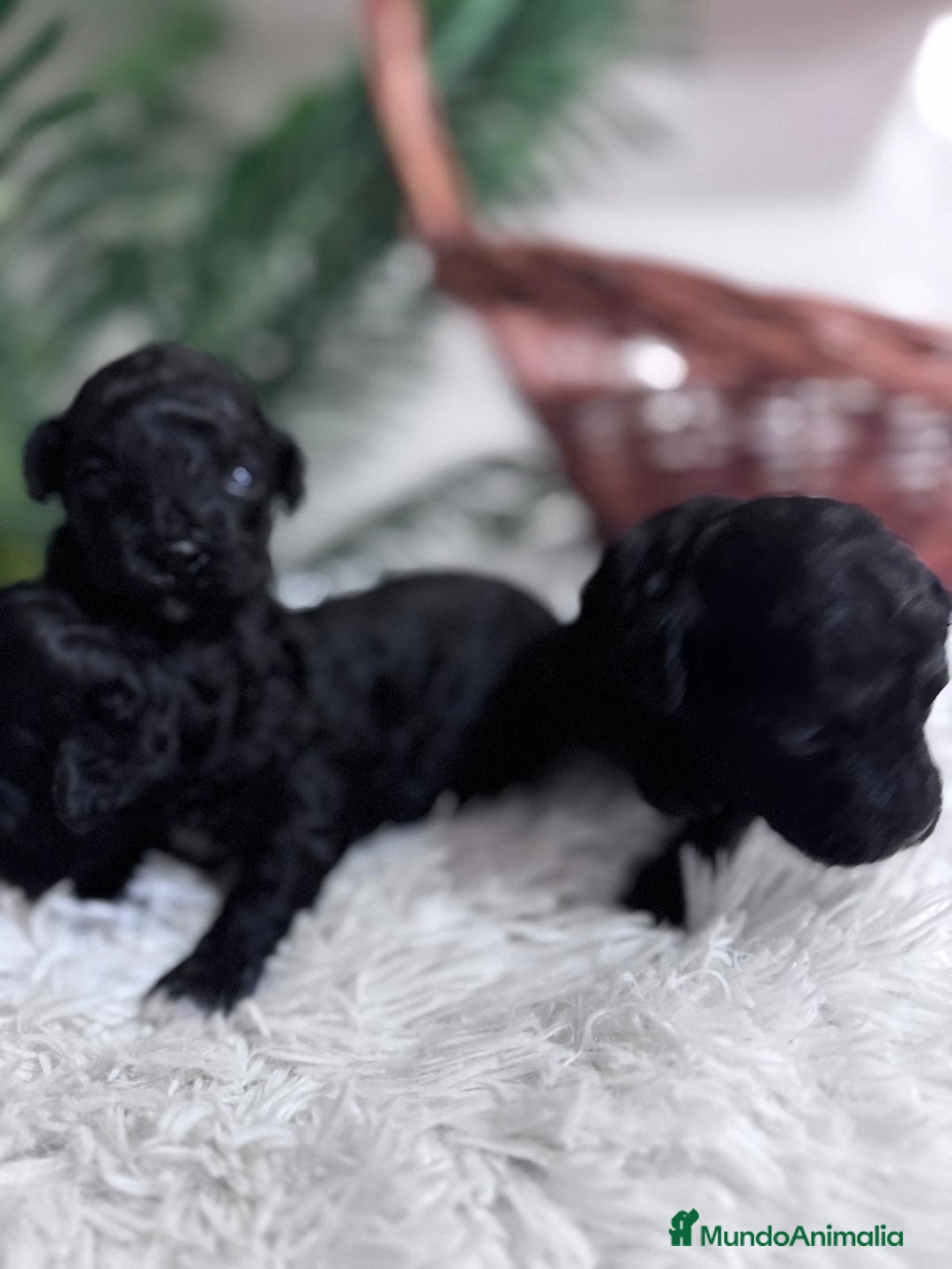 Caniche Toy perros en venta: CANICHE TOY - Imagen 7