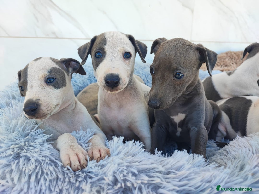 Whippet perros en venta: WHIPPET Blanco y blue  - Imagen 2