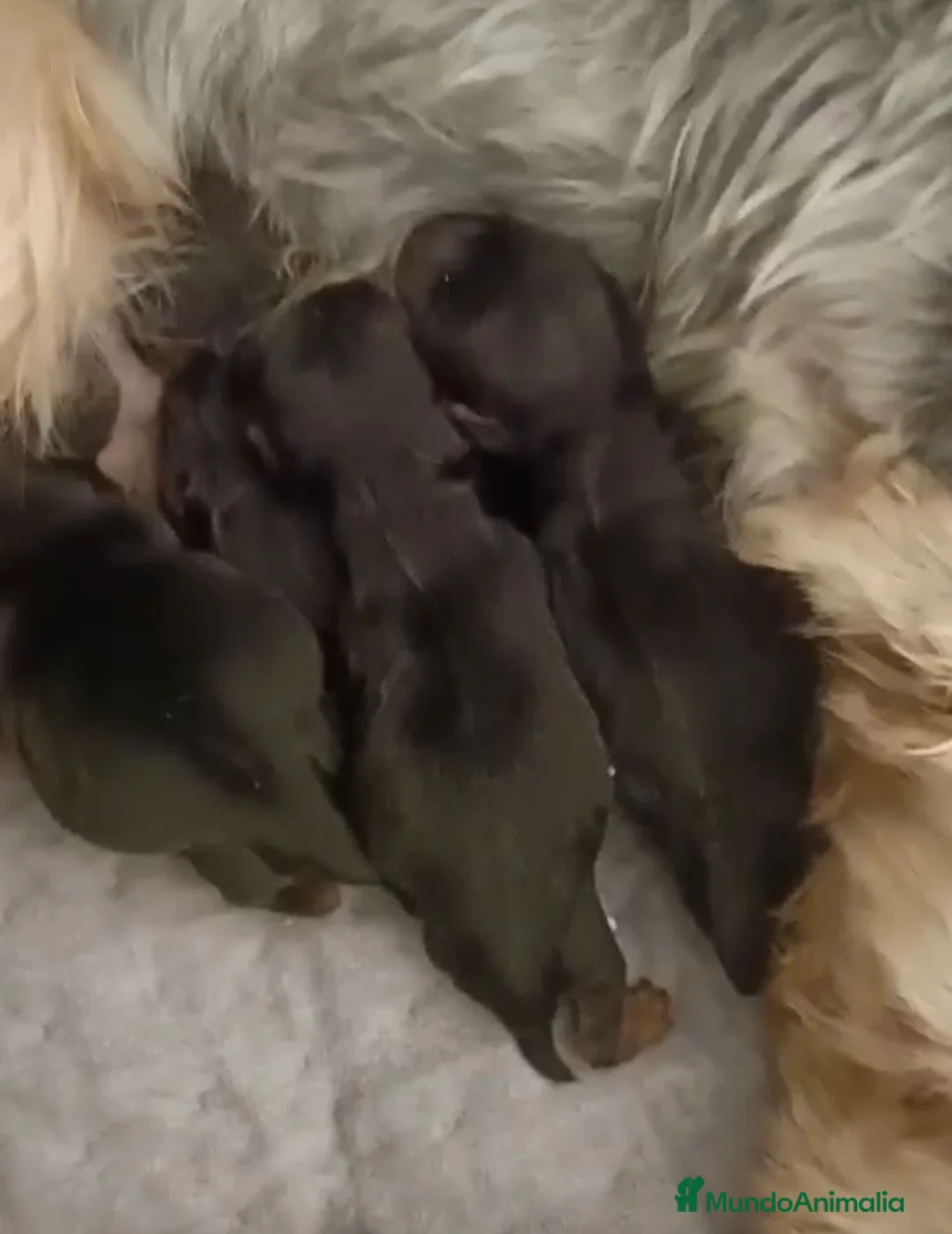 Yorkshire Terrier perros en venta: YORKSHIRE TERRIER - Anuncio 2