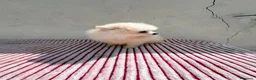 Pomerania perros en venta: Lulu de Pomerania toy  - Anuncio 9
