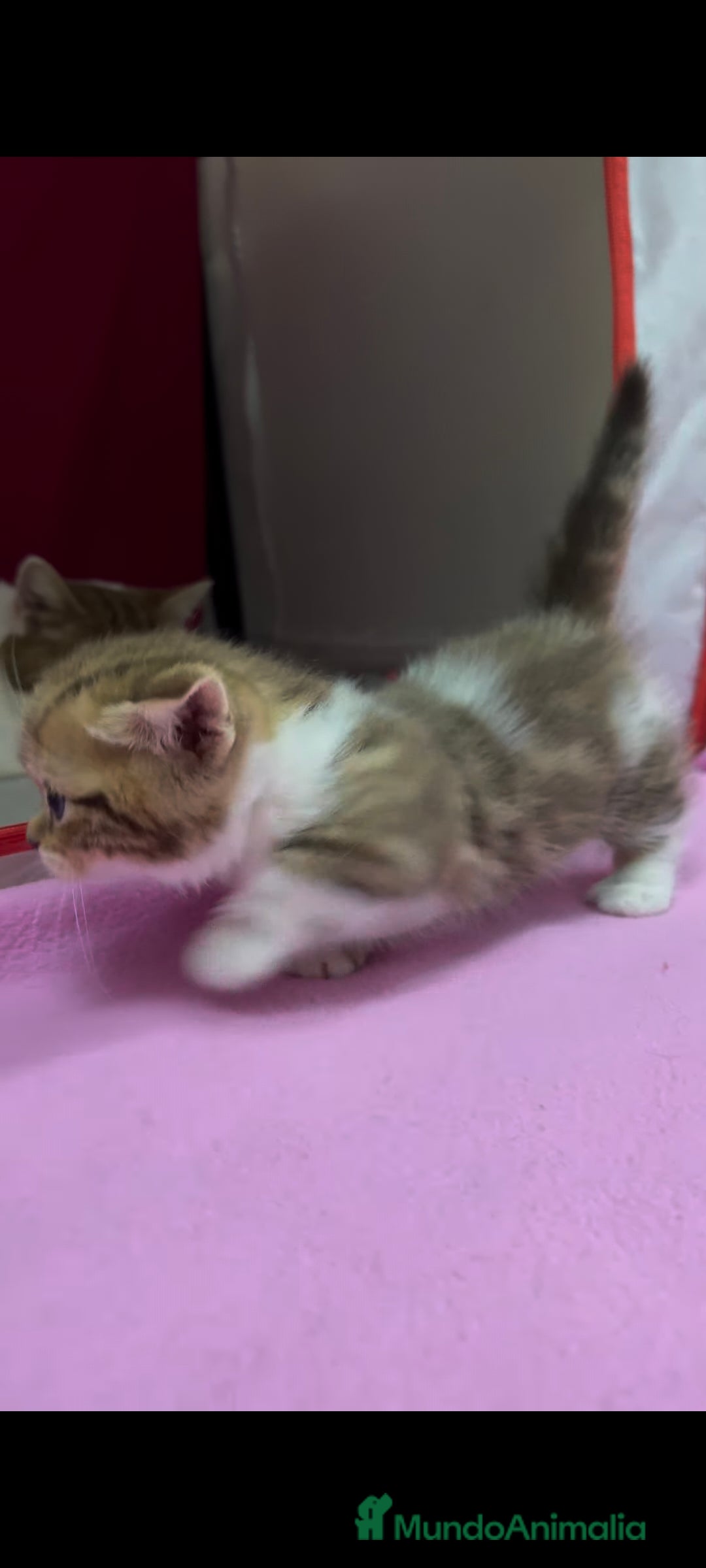 Munchkin gatos Gatitos Munchkin - Anuncio 2