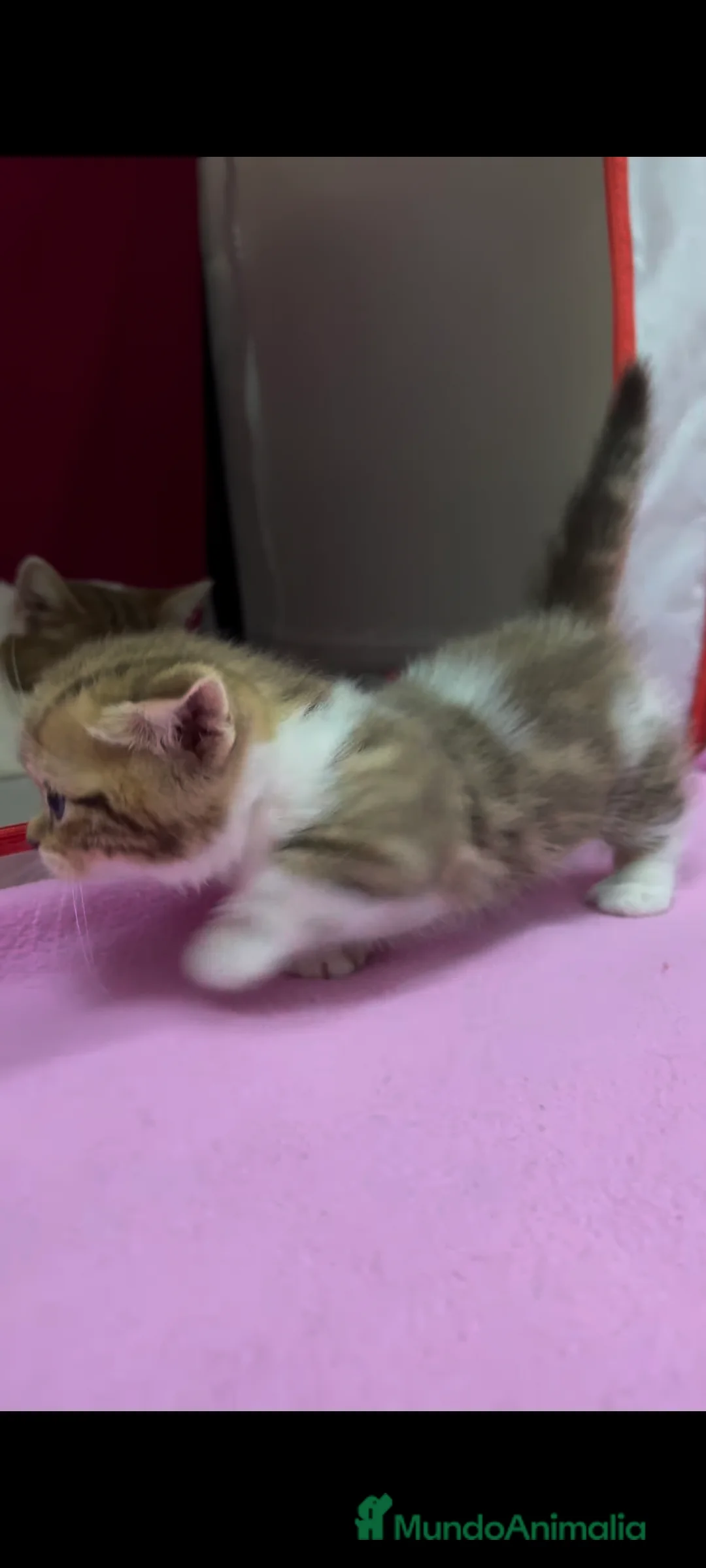 Munchkin gatos en venta: Gatitos Munchkin - Anuncio 1