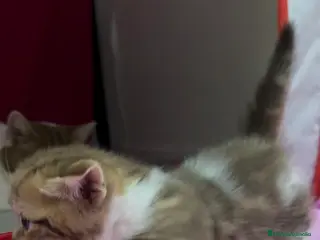 Munchkin gatos Gatitos Munchkin - Anuncio 2