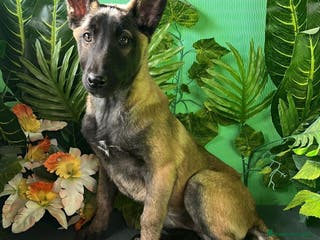 Pastor Belga Malinois perros Cachorra Malinois Belga en venta Hembra - Anuncio 1