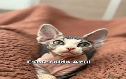 Devon Rex gatos en venta: Devon Rex - Imagen 1