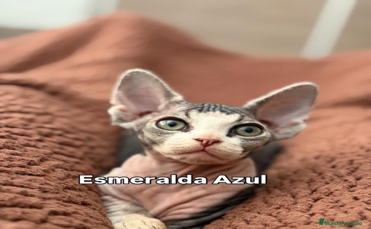 Devon Rex gatos - Anuncio 3