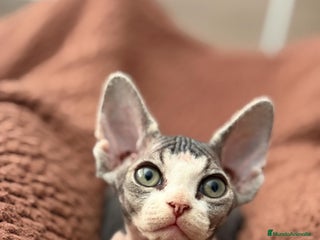 Devon Rex gatos - Anuncio 1