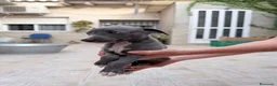 Whippet perros en venta: Whippet exclusivos  - Anuncio 2