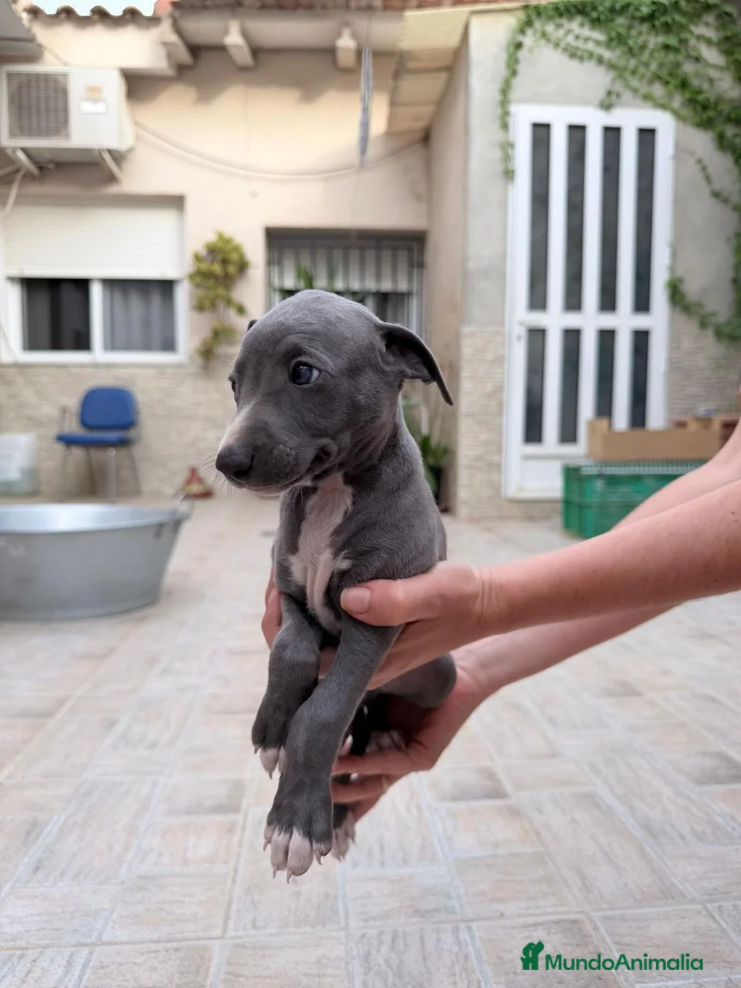 Whippet perros en venta: Whippet exclusivos  - Anuncio 2