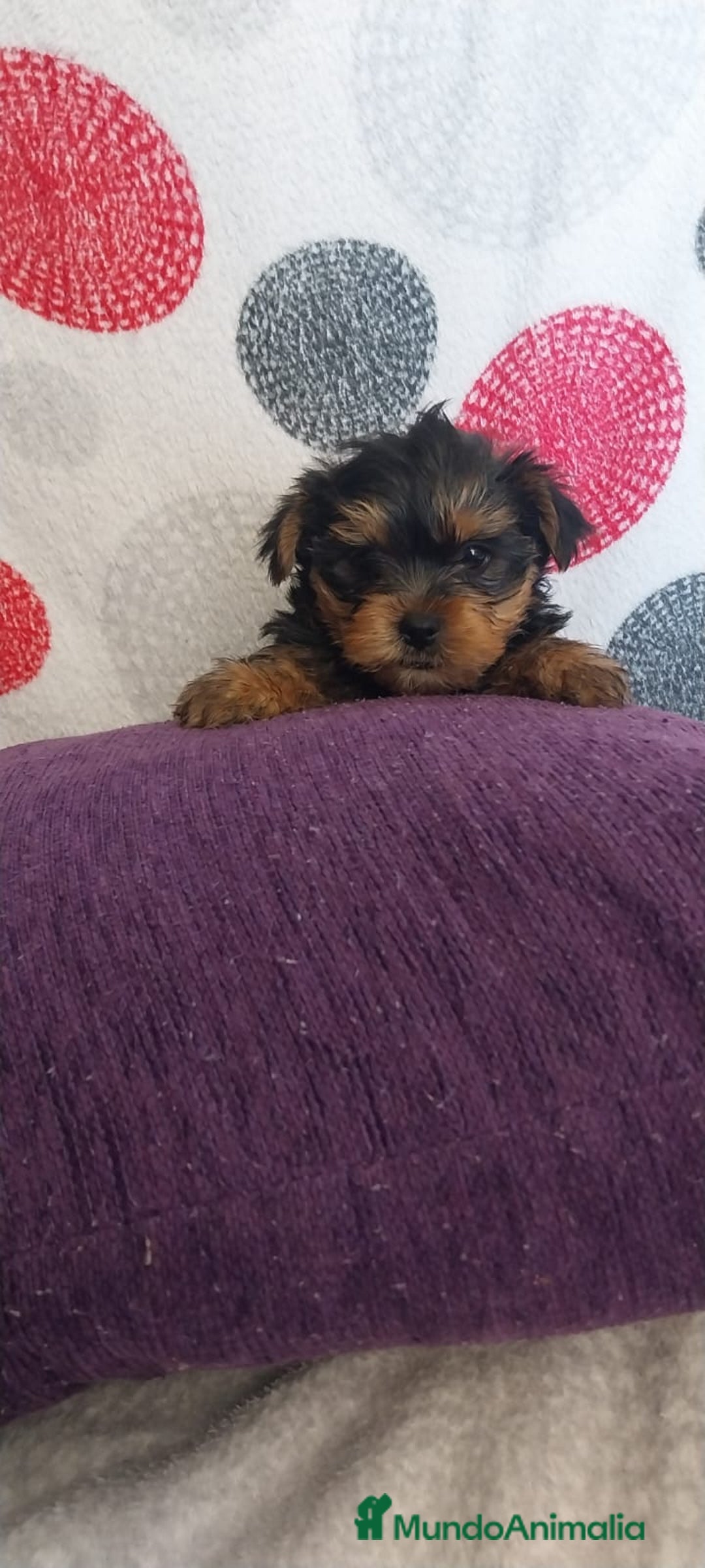 Yorkshire Terrier perros en venta: Última hembra de Yorkshire terrier toy!! - Anuncio 3