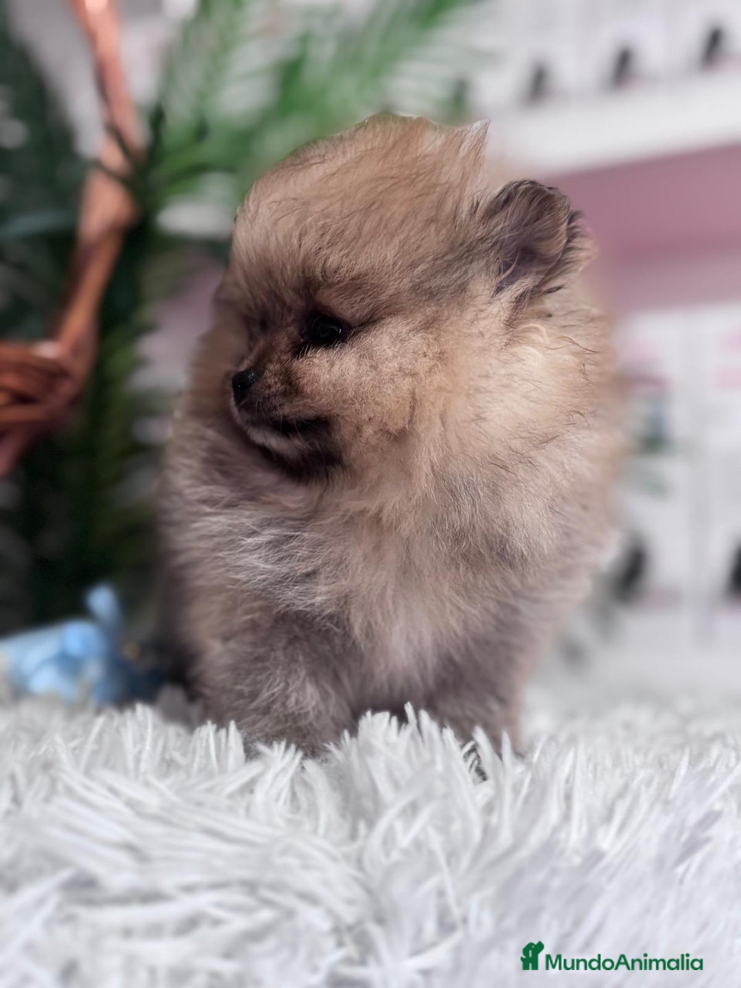 Pomerania perros en venta: POMERANIA CARITA DE OSITO - Anuncio 12