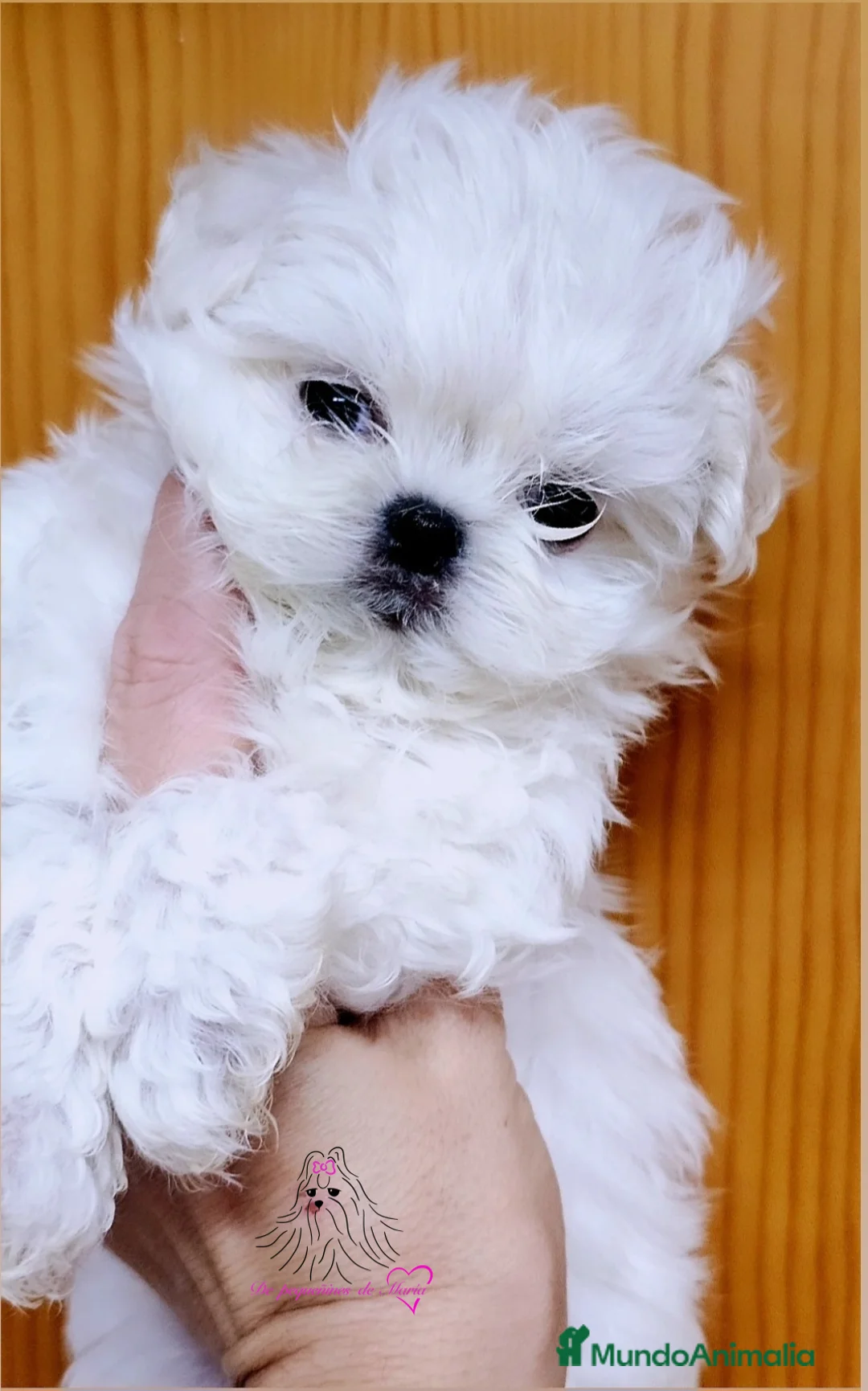 Bichón Maltés perros en venta: Bichon maltes coreano mini  - Anuncio 3