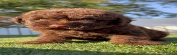 Perro de Agua Español perros en venta: PERRO DE AGUA ESPAÑOL-HEMBRA - Anuncio 2