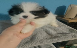 Bichón Maltés perros en venta: Maltipom macho  - Imagen 4