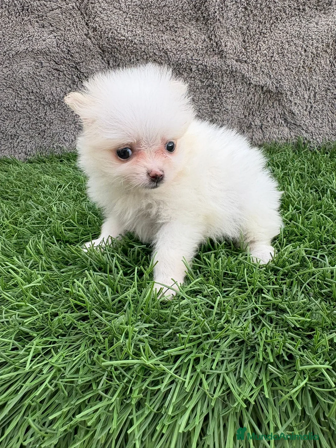 Pomerania perros en venta: Hembra mini toy lulu Pomerania blanca naranja  - Anuncio 21