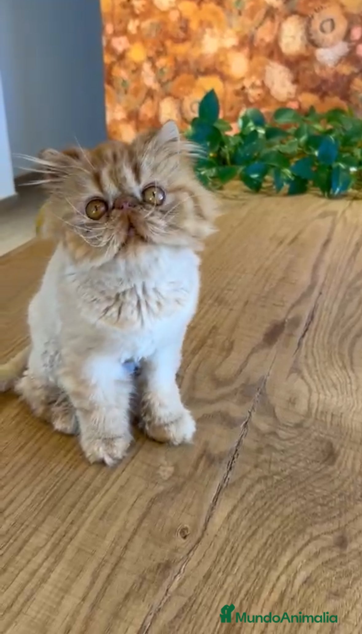 Persa gatos Persa Rojo Tabby - Anuncio 2