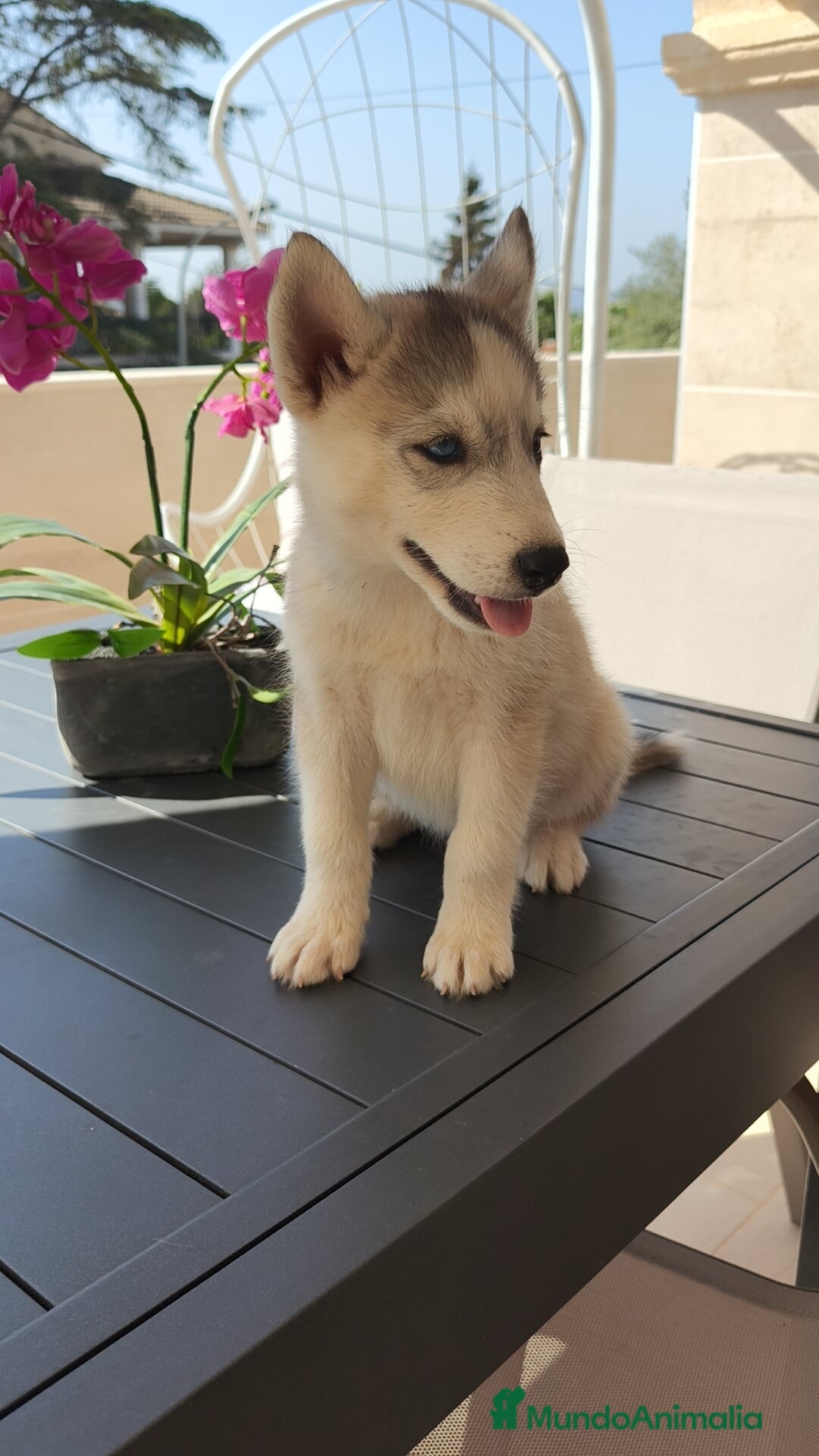 Husky Siberiano perros en venta: Husky siberiano 🔝♂️♀️ - Imagen 5