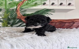 Caniche Toy perros en venta: CANICHE TOY HEMBRA - Imagen 10