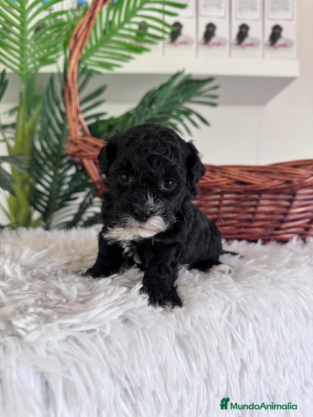 Caniche Toy perros en venta: CANICHE TOY HEMBRA - Imagen 10