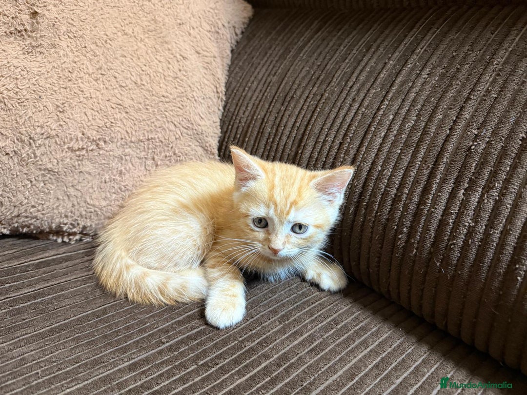 Británico de Pelo Corto gatos en venta: Gatcot.com - Imagen 4