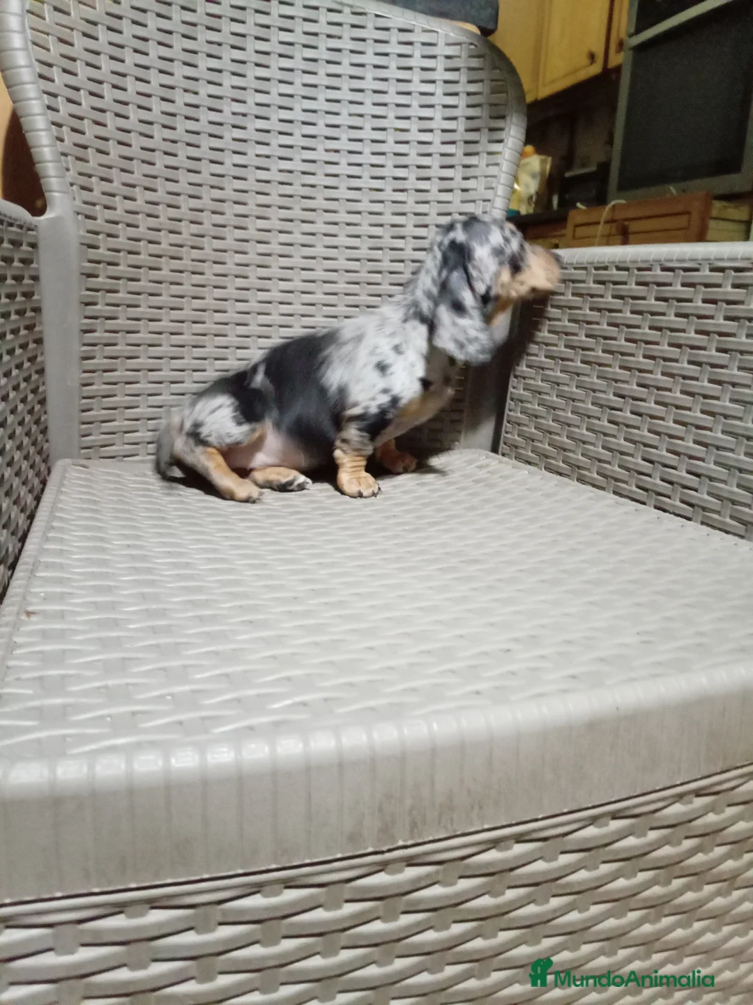 Teckel Miniatura perros en venta: Teckel mini - Anuncio 5