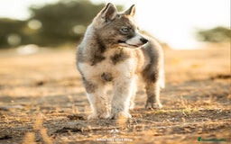 Husky Siberiano perros en venta: SIBERIAN HUSKY - AGOUTI  - Imagen 3