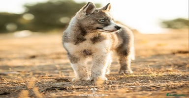 Husky Siberiano perros - Anuncio 5