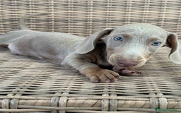 Teckel Miniatura perros en venta: Teckel miniatura  - Imagen 7