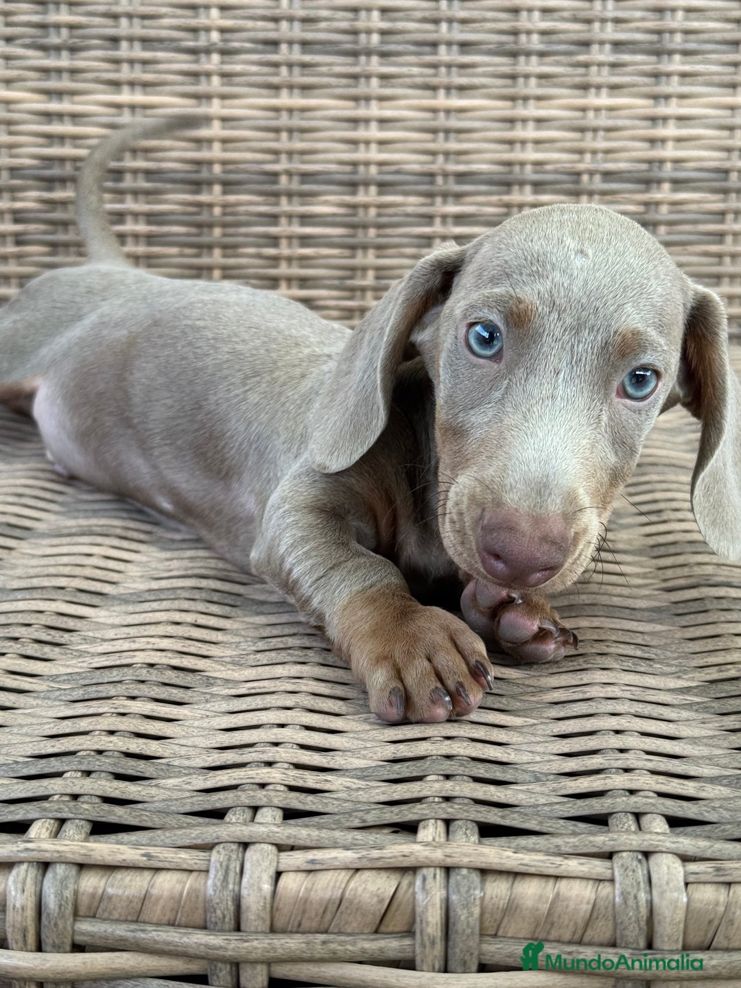 Teckel Miniatura perros en venta: Teckel miniatura  - Imagen 7