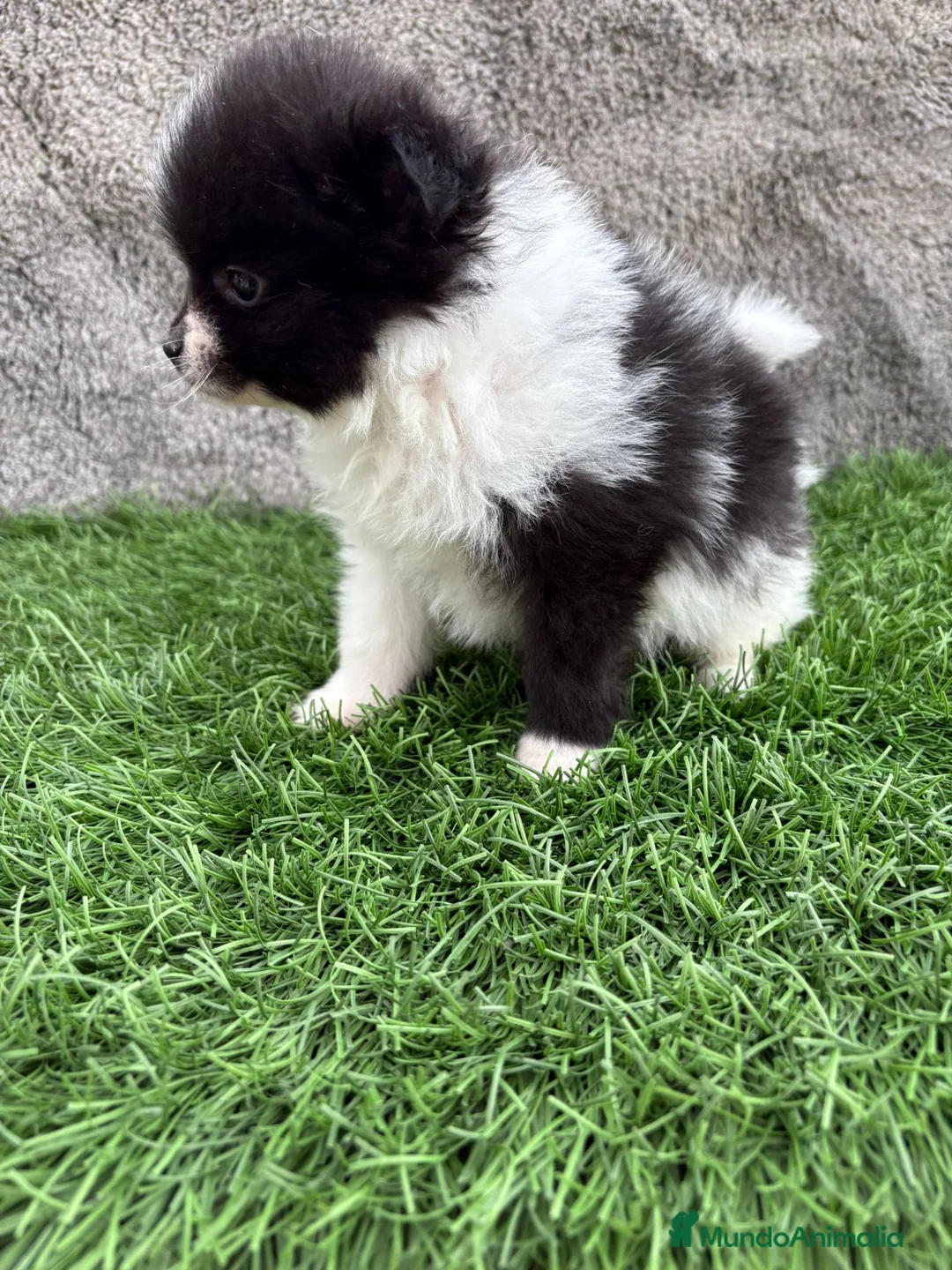 Pomerania perros en venta: Macho toy lulu de Pomerania Party negro blanco  - Anuncio 16