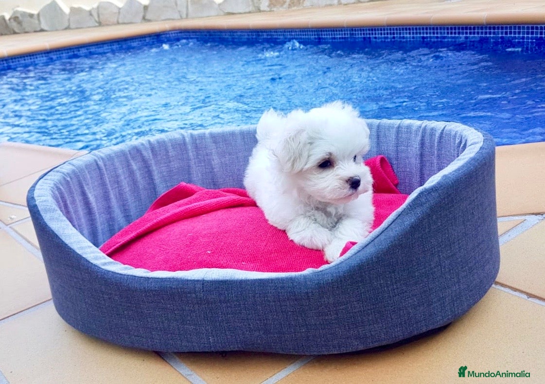 Bichón Maltés perros Bichón Maltés cachorros  en Barcelona - Anuncio 2