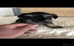 Schnauzer Miniatura perros en venta: Schnauzer miniatura  - Imagen 2