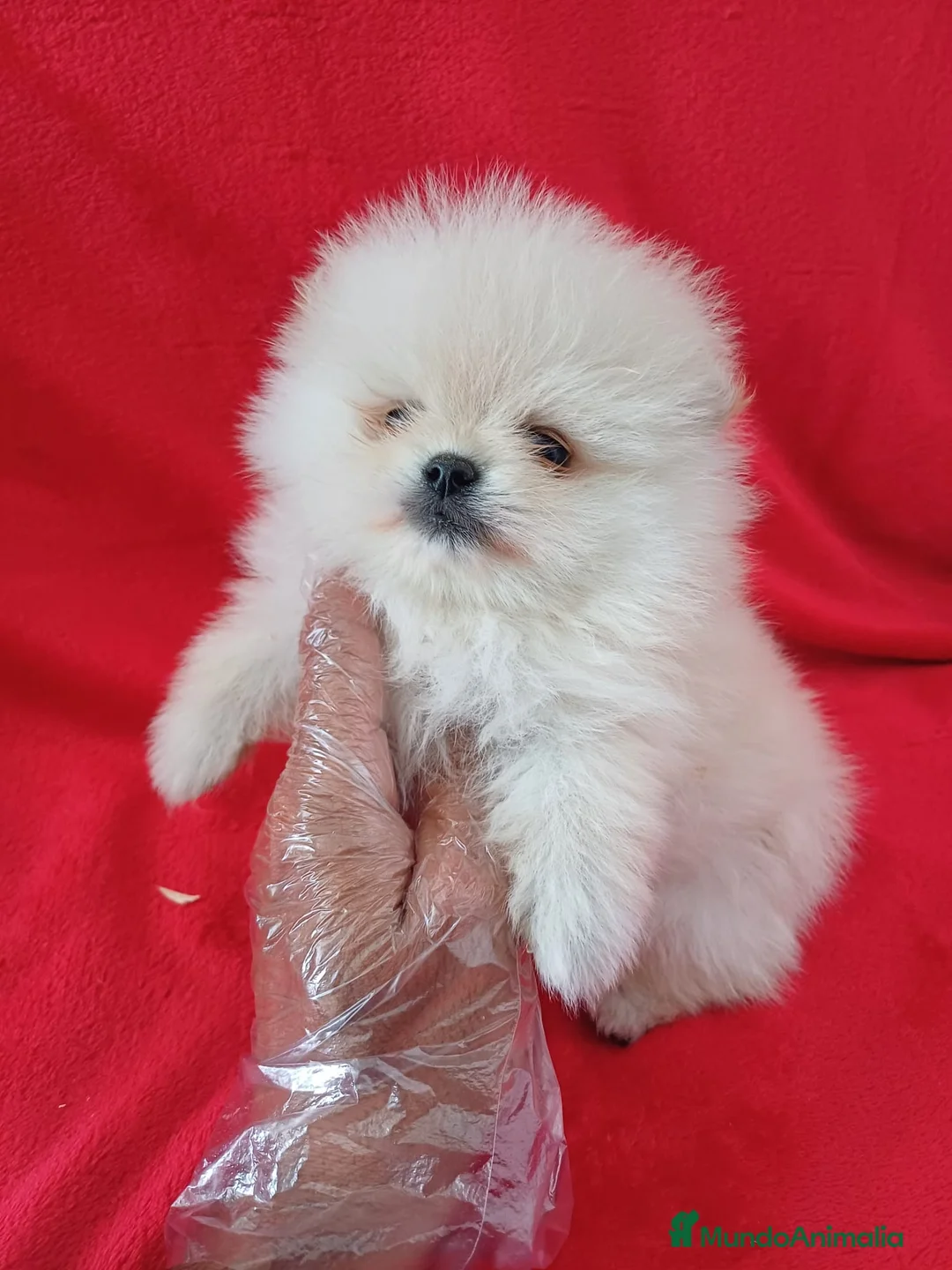 Pomerania perros en venta: Pomerania Toy  - Anuncio 1