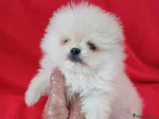 Pomerania perros Pomerania Toy - Anuncio 1