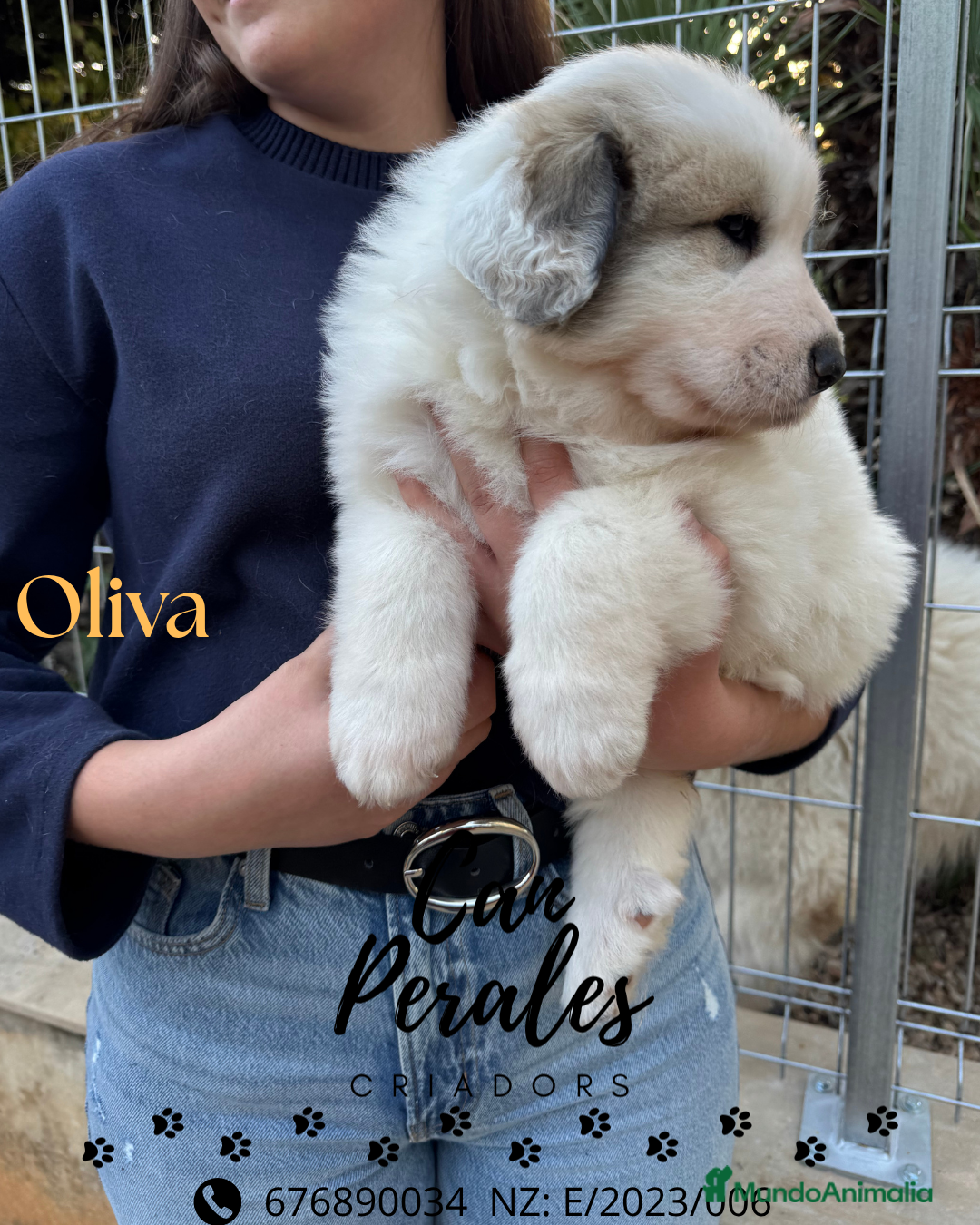 Perro de Montaña de los Pirineos perros en venta: PRECIOSOS CACHORROS DE LOS PIRINEOS - Imagen 9