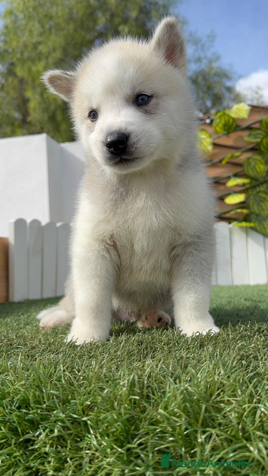 Husky Siberiano perros en venta: HUSKY SIBERIANO - Anuncio 21