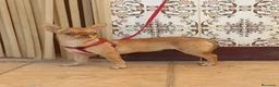 Chihuahua perros en venta: Chihuahua azul tang - Anuncio 3