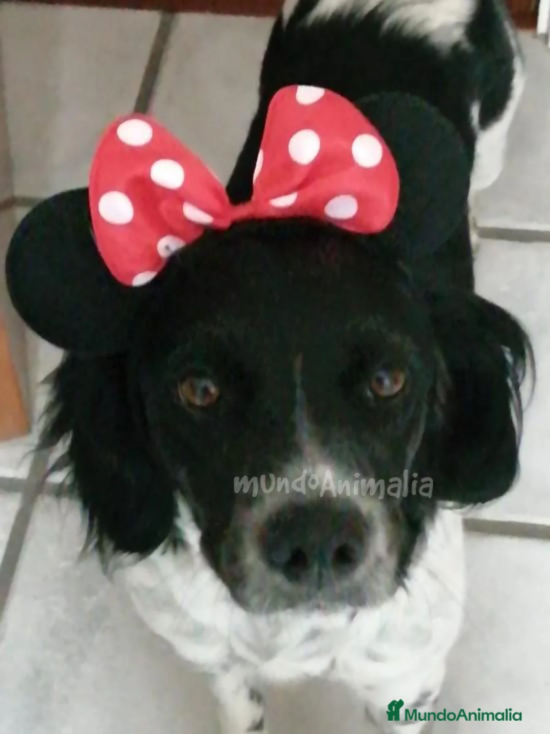 Imagen de galería {{count}}