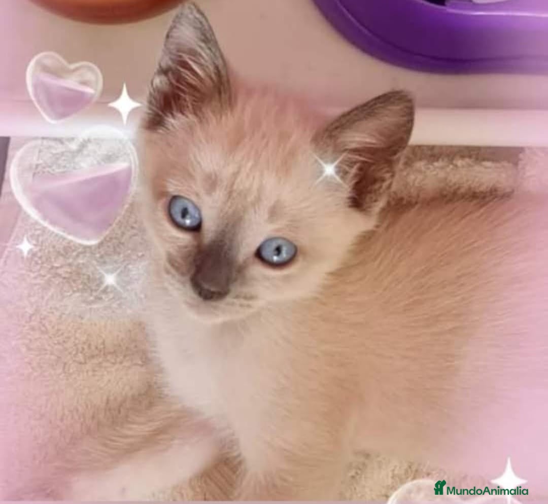 Siamés gatos en venta: Siamés  - Anuncio 4