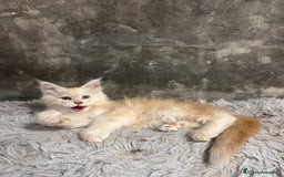 Maine Coon gatos en venta: Maine Coon Black Humo - Imagen 21