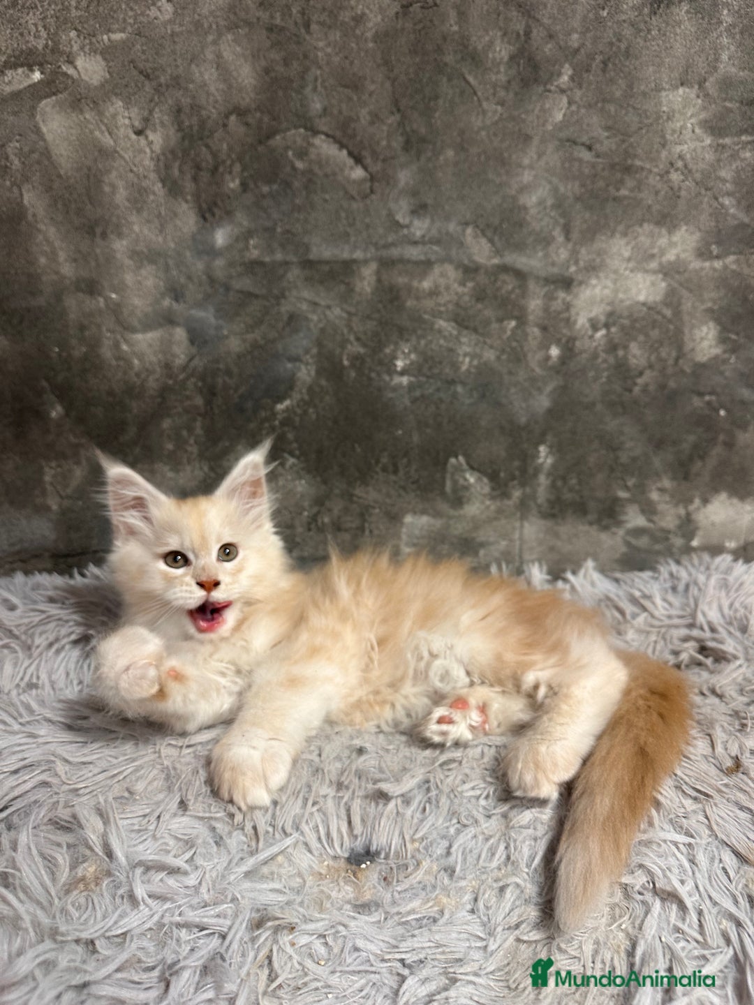 Maine Coon gatos en venta: Maine Coon Black Humo - Imagen 21