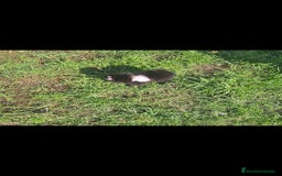 Pomerania perros en venta: Pomerania hembra  - Imagen 5