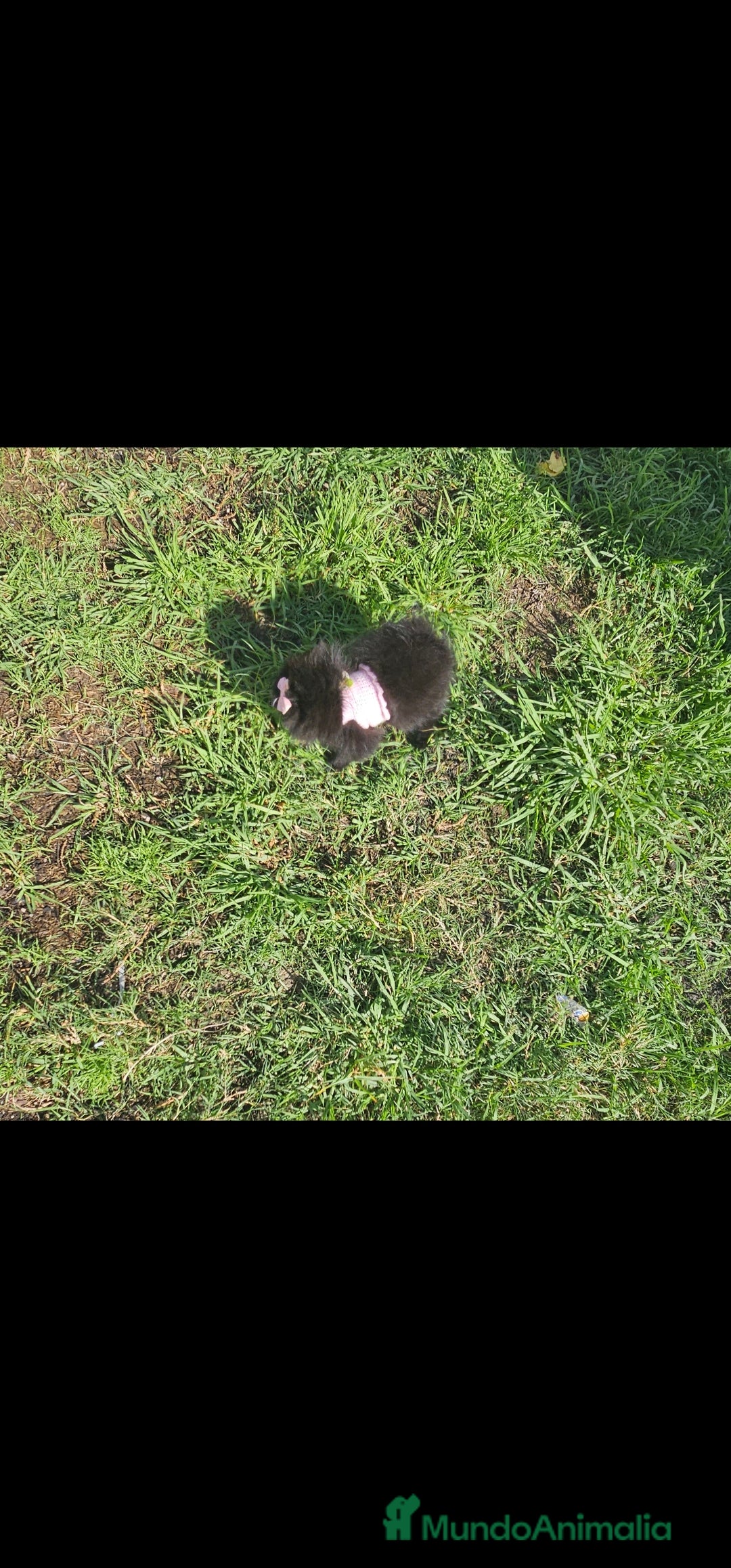 Pomerania perros en venta: Pomerania hembra  - Imagen 5