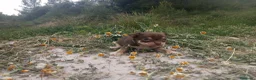 Chihuahua perros en venta: CHIHUAHUAS CABEZA DE MANZANA  - Anuncio 15