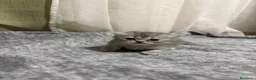 Persa gatos en venta: Gatos persas - Anuncio 5